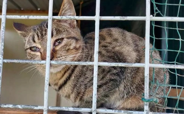 Une enquête met en lumière le traitement d’une fourrière contre les chats en Normandie